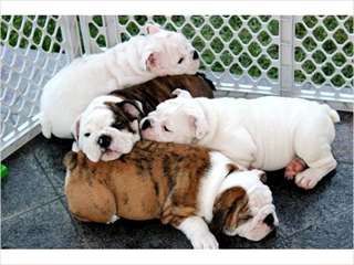 Chiots Bulldog Anglais