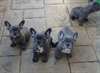 Top qualité Bleu français chiots Bulldog. - photo 1