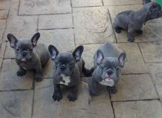 Top qualité Bleu français chiots Bulldog.
