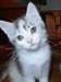 Chatons Calico humble Male &amp; femelle - photo 1