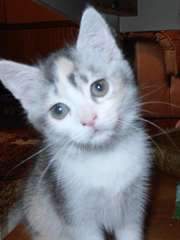 Chatons Calico humble Male &amp; femelle