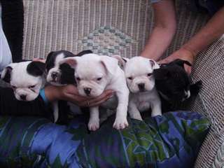 Jolie port&#233;e de 5 chiots de type Bouledogue Fran&#231;a