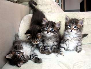 Disponibles dès à présent chatons type Sibérien.