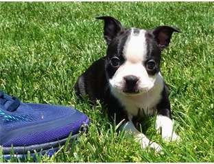 Chiots de type Boston terrier a donner de suite