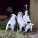Chiots Parson Jack Russell Terrier - photo 1