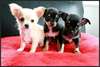 donne 3 chiot chihuahua calin et mignon - photo 1