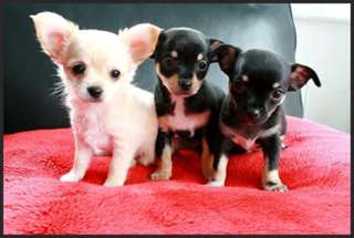 donne 3 chiot chihuahua calin et mignon