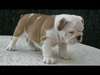 Bulldog Anglais - photo 1
