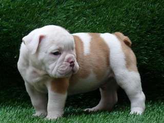 Uurgent a  doner Bouledogue Anglais