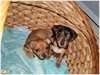 bebe chiots pinscher nain pure - photo 1