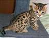 chatons Bengal pour adoption - photo 1