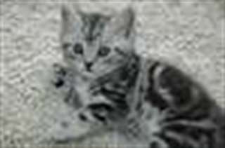 MAGNIFIQUES CHATONS BRITISH SHORTHAIR