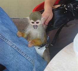 bébé singe capucins a donner!!