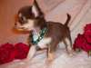 chiots chihuahua chocolat - photo 1