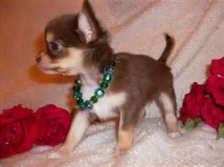 chiots chihuahua chocolat
