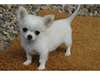 Superbe Chiot chihuahua a donner - photo 1