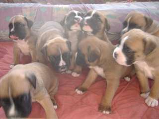 Magnifiques Chiots Type Boxers a donner