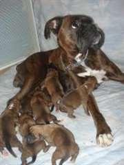 A reserver chiots boxers