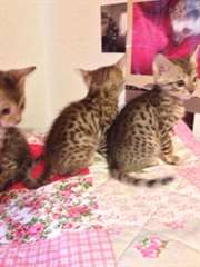 a donner chatons type bengale