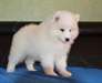Adorable chiot de type samoyedes a reserver male e - photo 1
