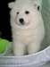 Adorable chiot de type samoyedes a reserver male e - photo 2