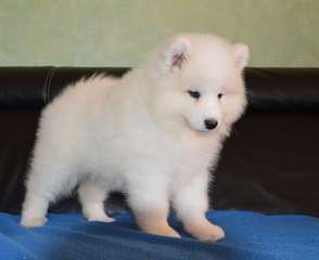Adorable chiot de type samoyedes a reserver male e