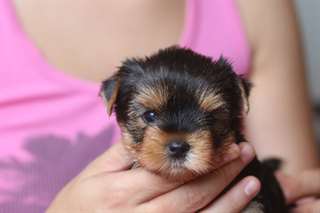 Magnifique  Chiot type Yorkshire Terrier a Donner