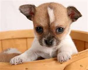 Don d'un chiot chihuahua