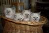 jolie port&#233;e chatons ragdoll a donner - photo 1