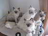 jolie port&#233;e chatons ragdoll a donner - photo 4