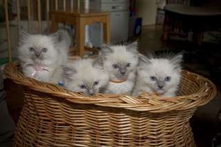 jolie port&#233;e chatons ragdoll a donner