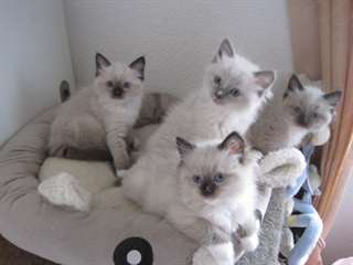 port&#233;e chatons ragdoll a donner