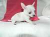 Chiens - A donner Adorable Chiots chihuahua de 3 m - photo 2