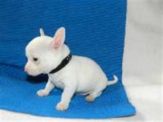 Chiens - A donner Adorable Chiots chihuahua de 3 m