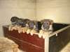 Chiots bergers allemand male et femelle - photo 1