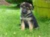 Chiots bergers allemand male et femelle - photo 2