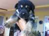 Chiots bergers allemand male et femelle - photo 3