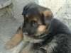 Chiots bergers allemand male et femelle - photo 4