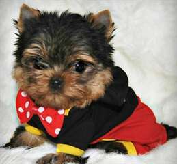 superbes chiots yorkshire à donner