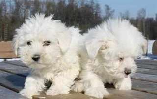 SUPERBES CHIOTS COTON DE TULEAR