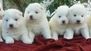 Chiots samoy&#232;de