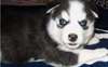 Disponible  maintenant Husky siberien  a donner - photo 2