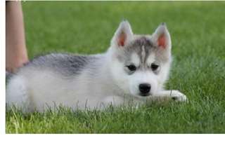 Disponible  maintenant Husky siberien  a donner