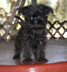 Chiots Affenpinscher à vendre