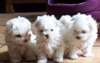 Urgent Adorables chiots bichon maltais. - photo 1
