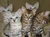 Don/ Cède Chatons Bengal LOF pour adoption. - photo 1