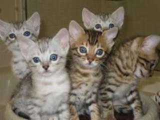 Don/ Cède Chatons Bengal LOF pour adoption.
