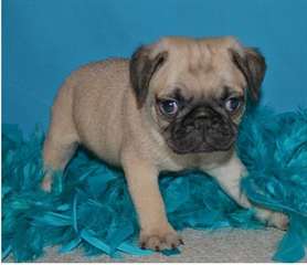 Disponible de maintenant deux mignons Chiots Pug