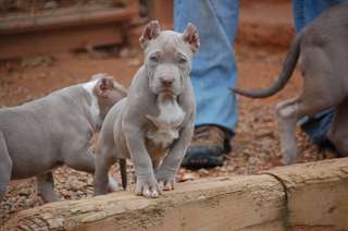 pitbulls américaines a donner pour adoption