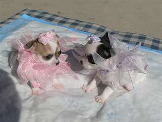 mini chihuahua pour adoption